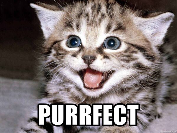 Purrfect.jpg